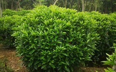 厦门多规格美化环境绿化球形优质植物非洲茉